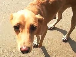 Help Zippy And ZooZoo