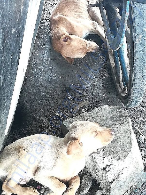 Mother & pup sleeping