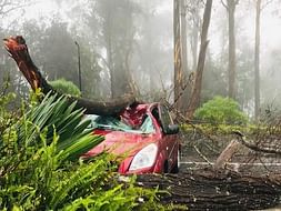Help Kodaikanal Tribes Recover from Gaja
