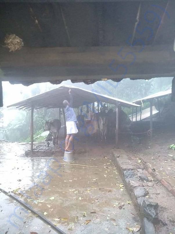 A cow farm which is affected in cyclone