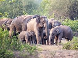 #SaveElephants Campaign & Petition Of FFAR India- Donate Today!
