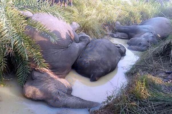 Pictures of Elephants dying owing to electrocution