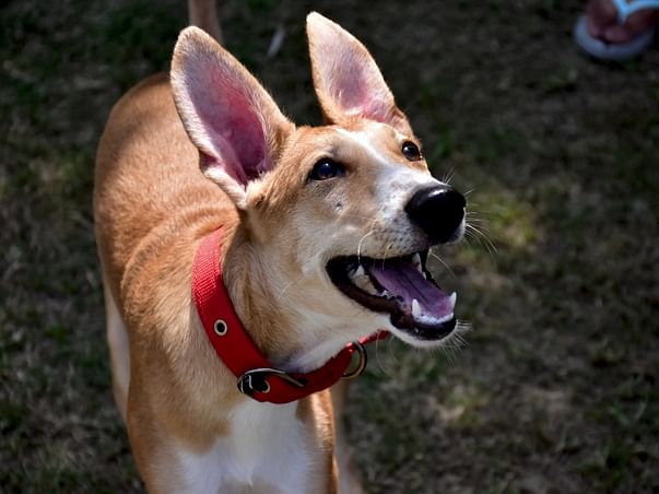 Help Ripley Find Her Forever Home