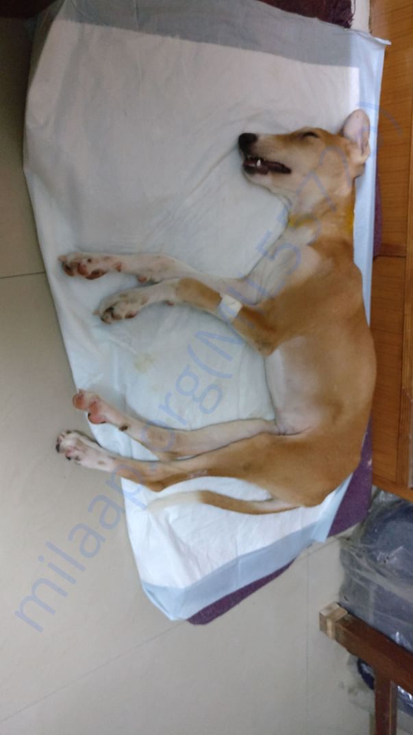 Ripley, when she was paralysed due to meningitis of the neck