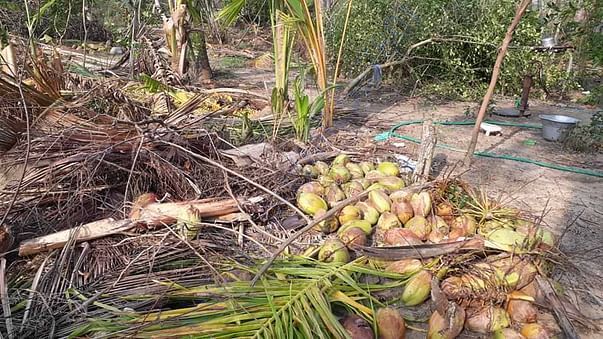 Cyclone Gaja impact in Naluvethpathy