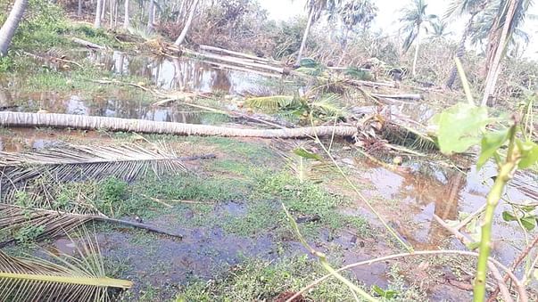 Cyclone Gaja impact in Naluvethpathy