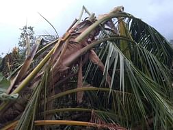Help A Forst Recover From GAJA cyclone