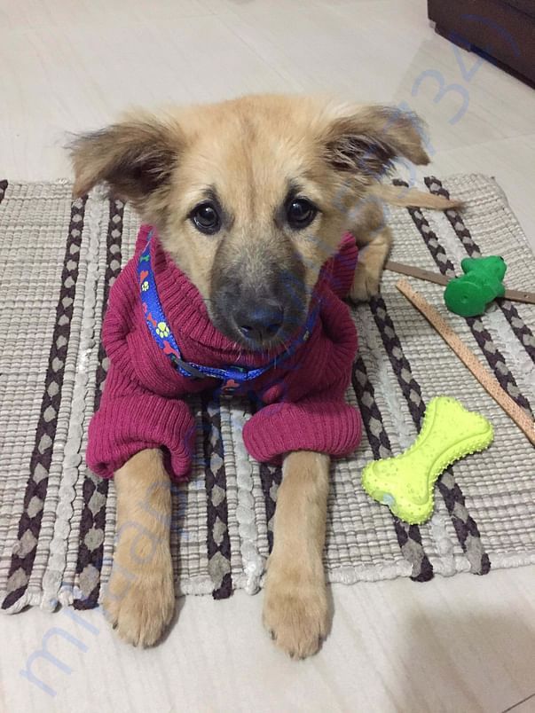 Gloxy adopted when 2 months old