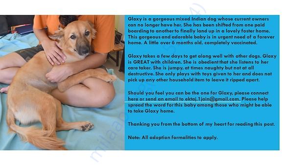 Second adoption poster for Gloxy