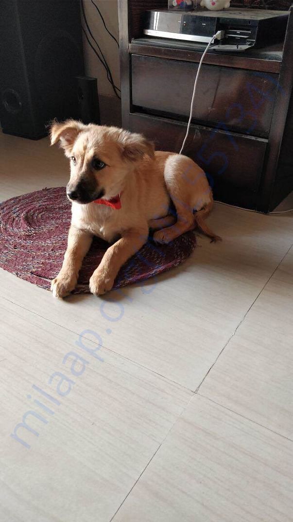 Gloxy adopted when 2 months old