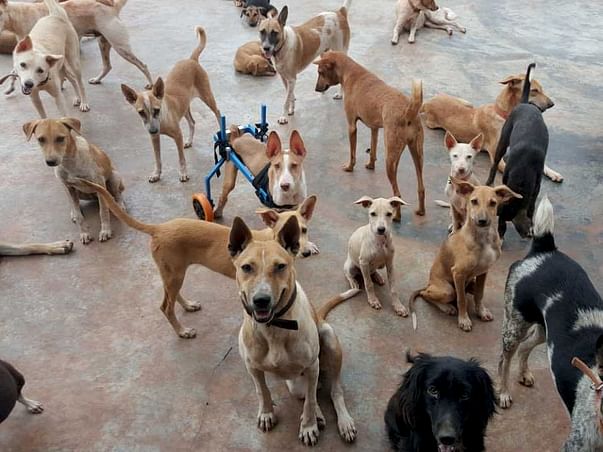 Help WSA Provide A Better Life To The Voiceless Strays