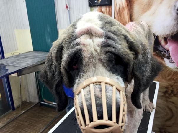 Help Us with the Rehab of Rescued Saint Bernard