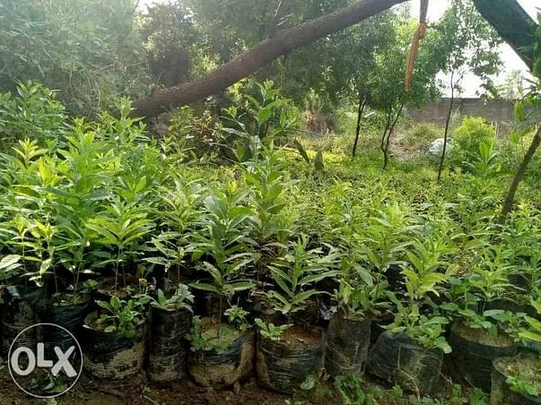 Go Green with Sandal Tree Plantation