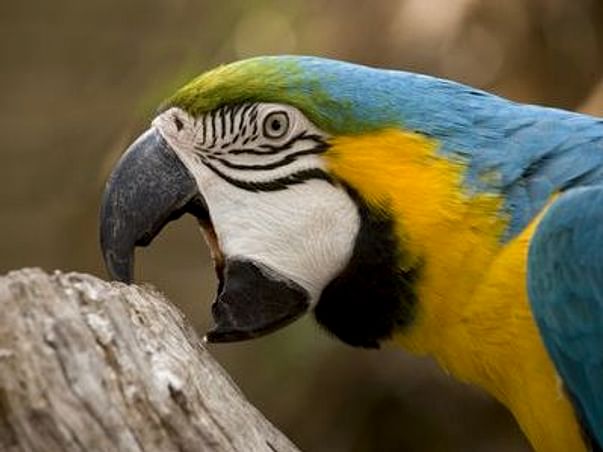 Help Us Save Parrots