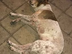 Help Us Pay Gunda's Bills and Take Him Home