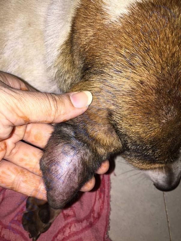 Gunda's Auricle Hematoma