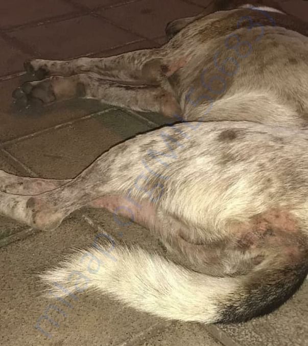 Gunda's skin infection closeup
