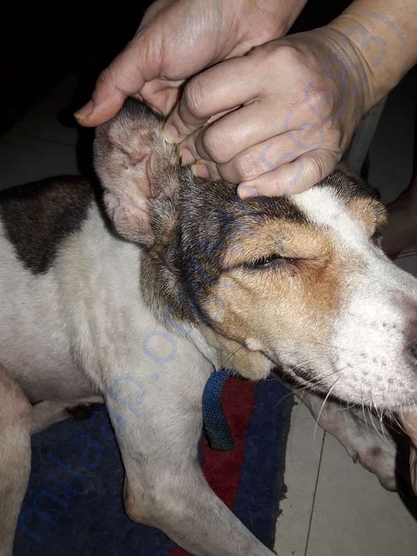 Recovered ear