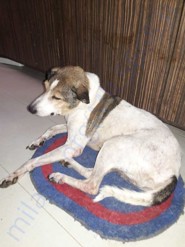 Gunda's recovered skin