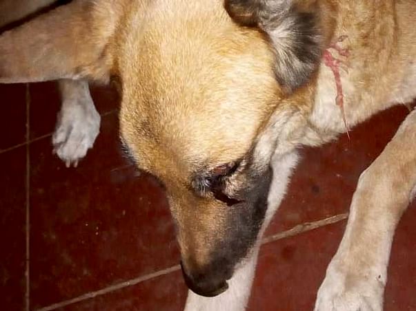 Help Sweety Fight Pyometra