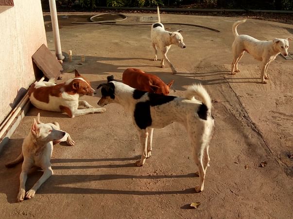 Help Rescued Dogs Find A Home
