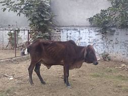 Save Maa-The Abused and Abandoned Cow