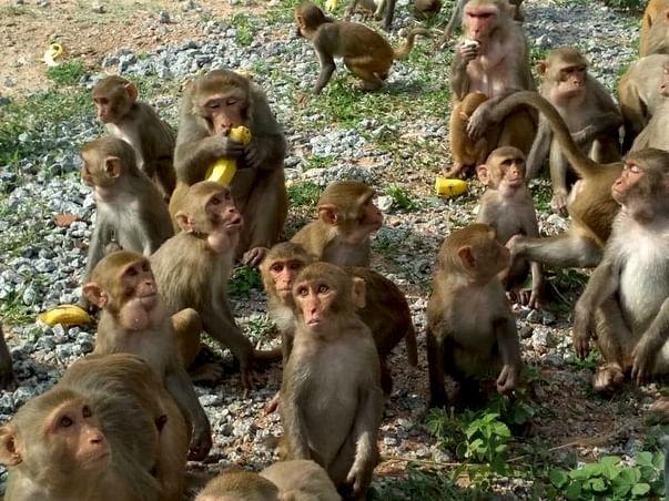 Save Monkeys from Becoming an Endangered Species