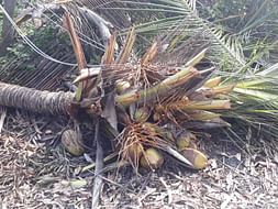 Help Cyclone Gaja impacted farmers to live again