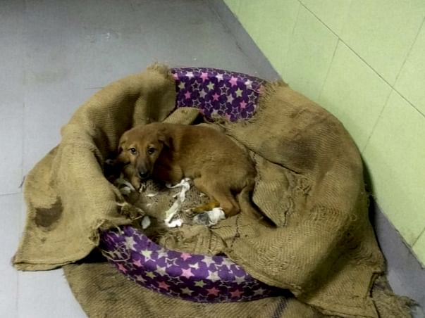 Help Pay Lucky's Boarding Fee