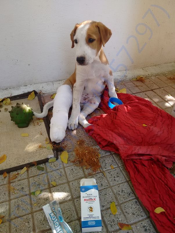 Rescue and treatment to injured and ill stray animals.