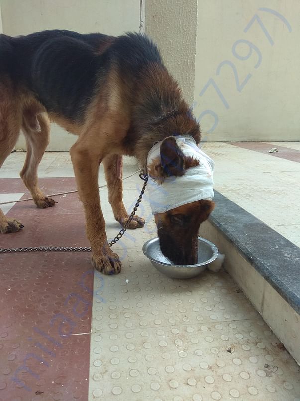 Rescue and treatment to injured and ill stray animals.