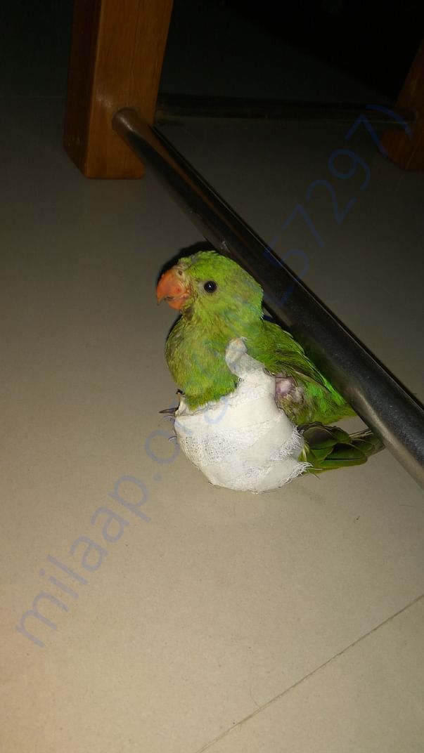 Rescue and treatment to injured and ill stray animals/birds.
