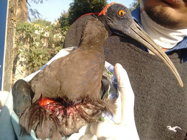 Rescue and treatment to injured and ill stray animals/birds.