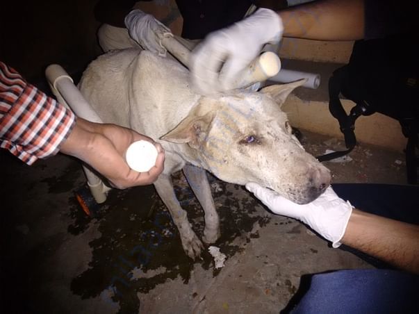 Rescue and treatment to injured and ill stray animals/birds.