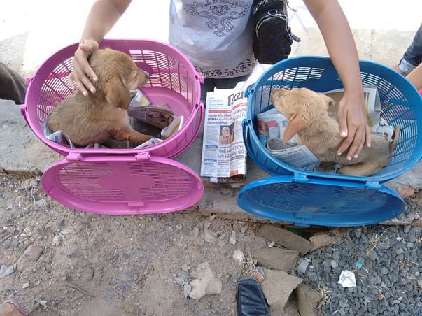 Rescue and treatment to injured and ill stray animals/birds.