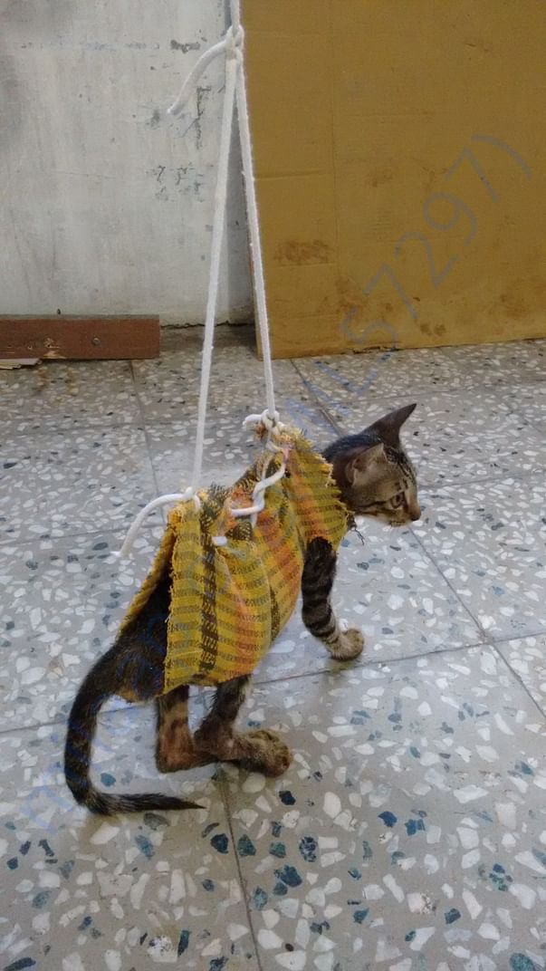 Rescue and treatment to injured and ill stray animals/birds.