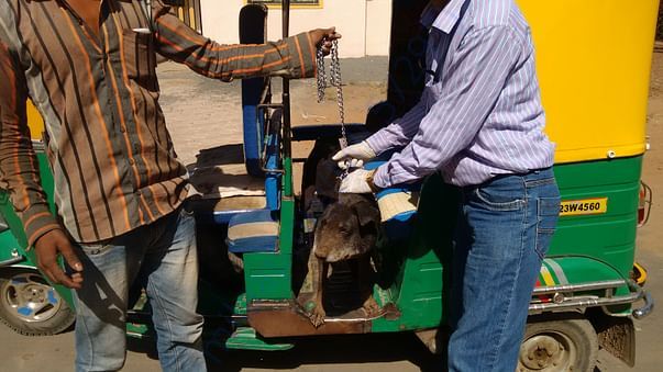Rescue and treatment to injured and ill stray animals/birds.