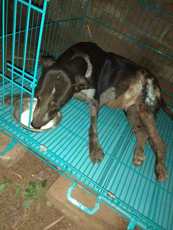Rescue and treatment to injured and ill stray animals/birds.