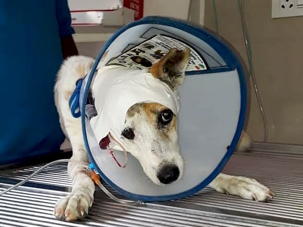 Help Adele Get Treated