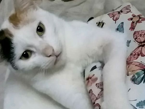 Help Angel Recover From CKD