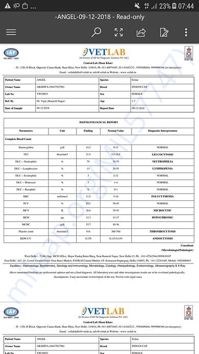 Angel's Recent Blood Test Reports - 09.12.18