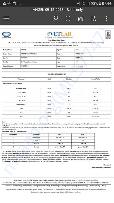 Angel's Recent Blood Test Reports - 09.12.18