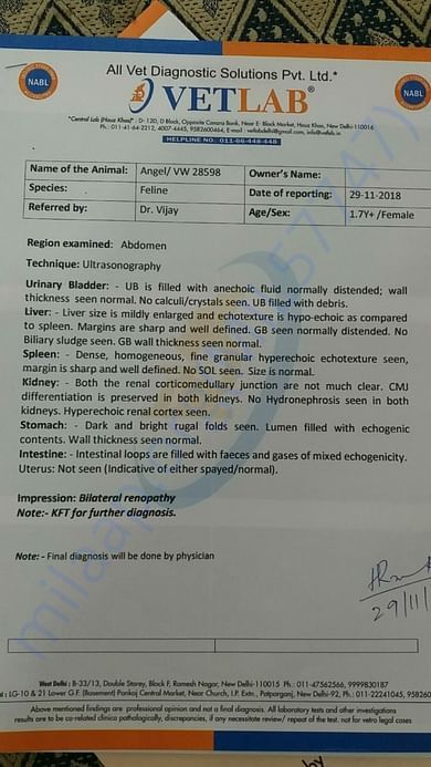 Angel's Ultrasound Report