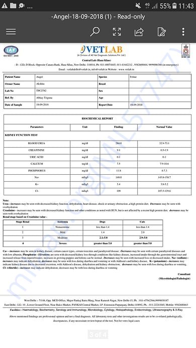 Angel's Blood Test Report - 18.09.18