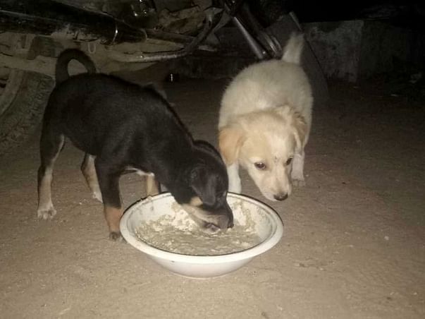 Help Me To Feed Stray Animals