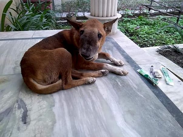 Help Tupac Fight Nasal Granuloma
