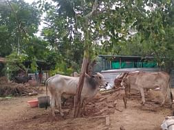 Help Gokula Krishna Goshala