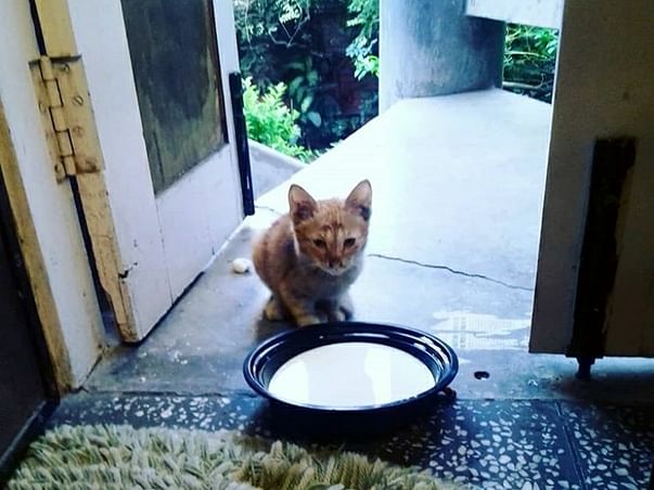 Help Vaccinate, Sterilise and Export a Kitten for Canada