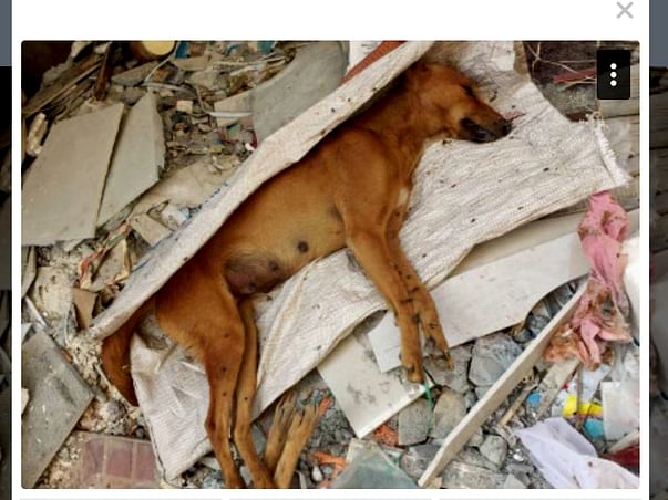 Help the Voiceless Animals