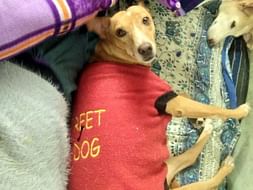 Barbie The Doll looks for Her Forever Home.
